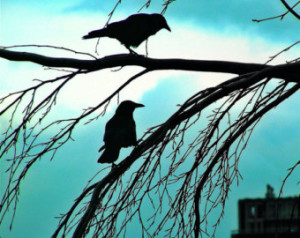 twitter crows