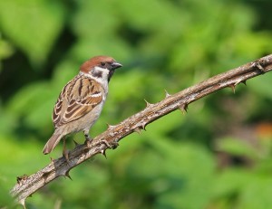 Twitter tree sparrow