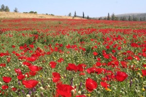 twitter poppies