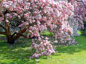 twitter magnolia in may