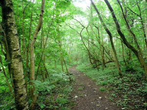 twitter path in woods